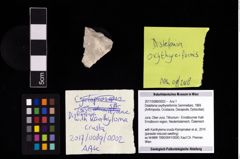 Foto (Objekt + Etikett) von Distefania oxythyreiformis (Gemmellaro, 1869)  (NHMW-GEO-2017-0089-0002)